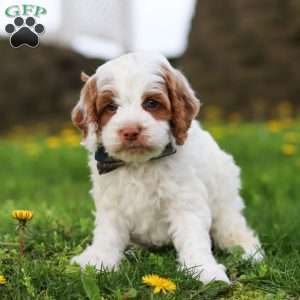 Galen, Cockapoo Puppy