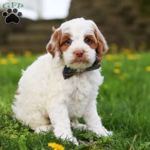 Galen, Cockapoo Puppy