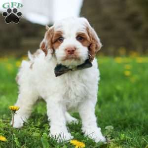 Galen, Cockapoo Puppy