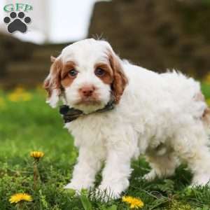 Galen, Cockapoo Puppy