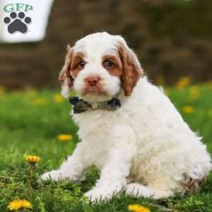 Galen, Cockapoo Puppy