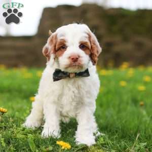 Galen, Cockapoo Puppy