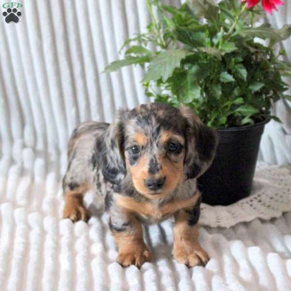 Garrett-Mini, Dachshund Puppy