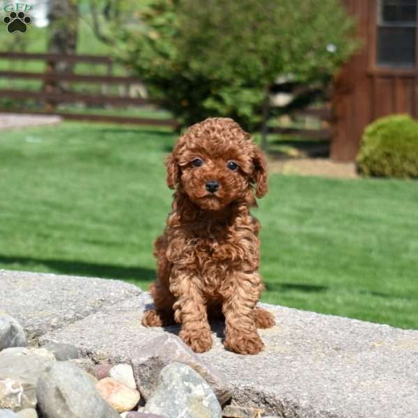 Gator, Miniature Poodle Puppy