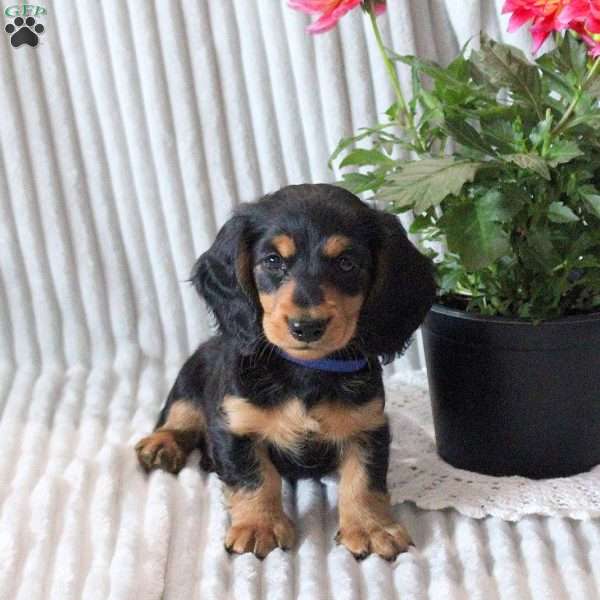 Gavin-Mini, Dachshund Puppy