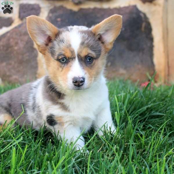 Gemma, Pembroke Welsh Corgi Puppy