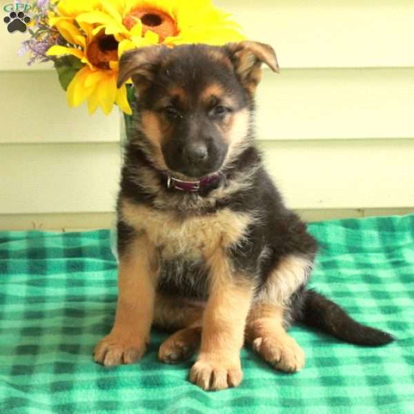 Georgia, German Shepherd Puppy