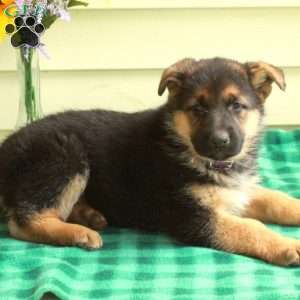 Georgia, German Shepherd Puppy