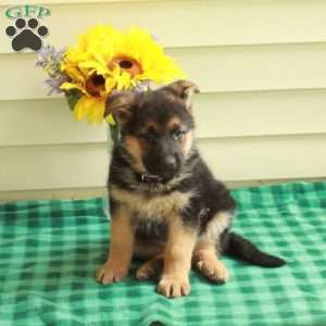 Georgia, German Shepherd Puppy