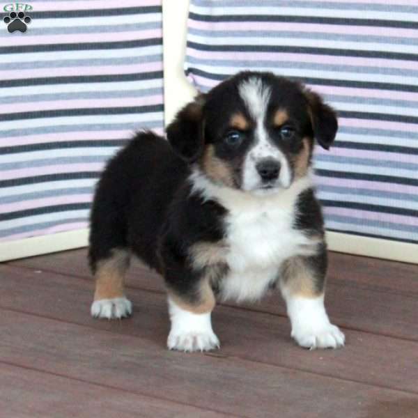Gerald, Welsh Corgi Mix Puppy
