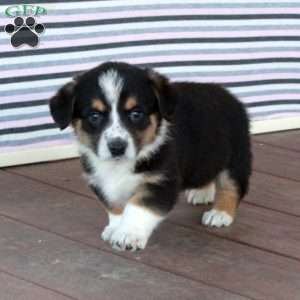 Gerald, Welsh Corgi Mix Puppy