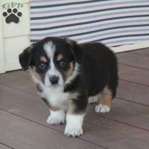 Gerald, Welsh Corgi Mix Puppy