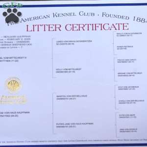 Pennie, German Shepherd Puppy