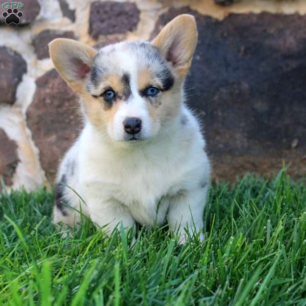 Gia, Pembroke Welsh Corgi Puppy
