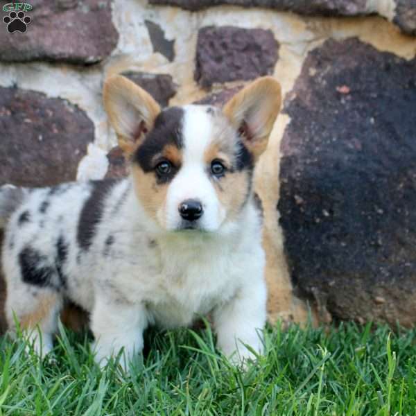 Gideon, Pembroke Welsh Corgi Puppy