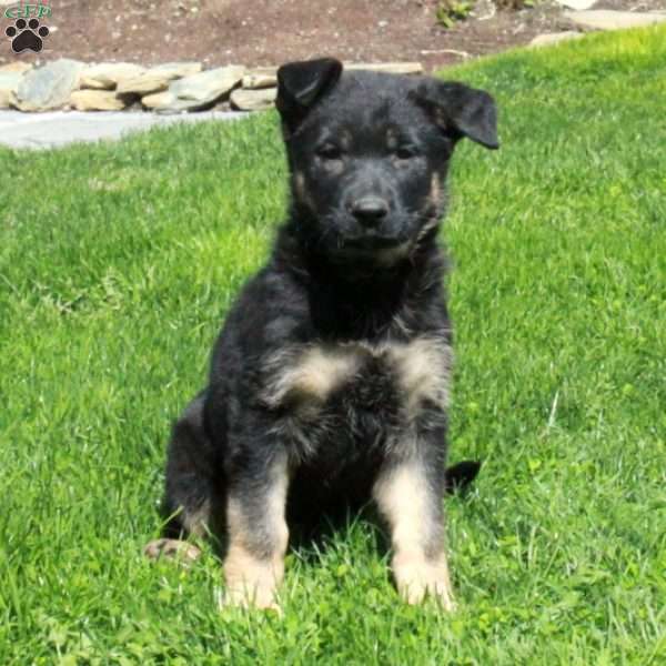 Gigi, German Shepherd Puppy