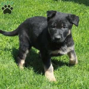 Gigi, German Shepherd Puppy
