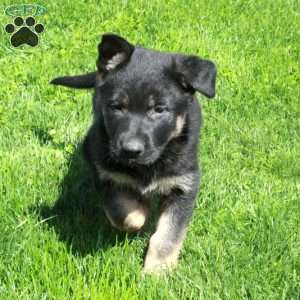 Gigi, German Shepherd Puppy