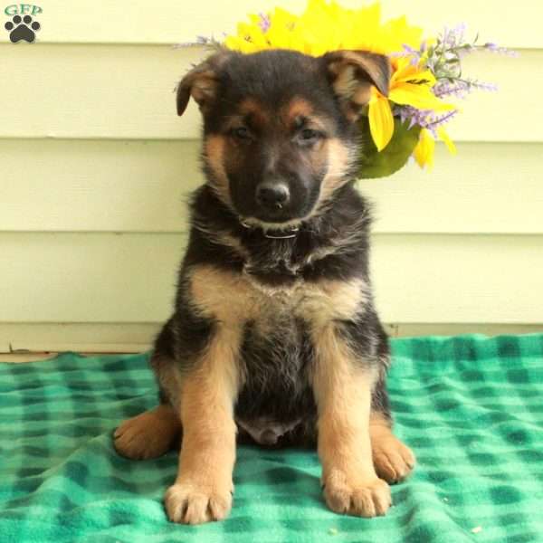 Gilbert, German Shepherd Puppy