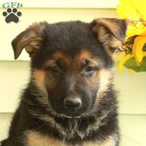 Gilbert, German Shepherd Puppy