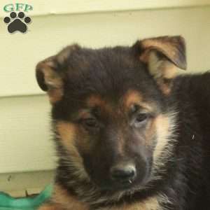 Gilbert, German Shepherd Puppy