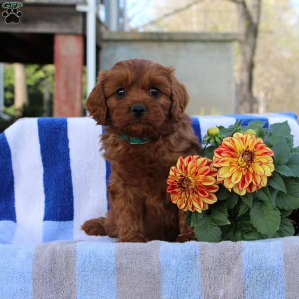 Gilbert, Cavapoo Puppy