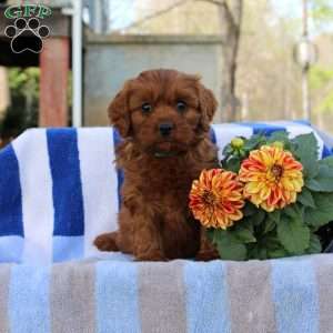 Gilbert, Cavapoo Puppy