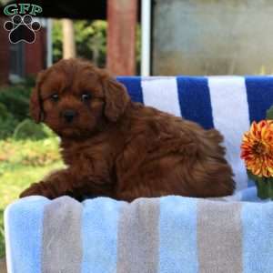 Gilbert, Cavapoo Puppy