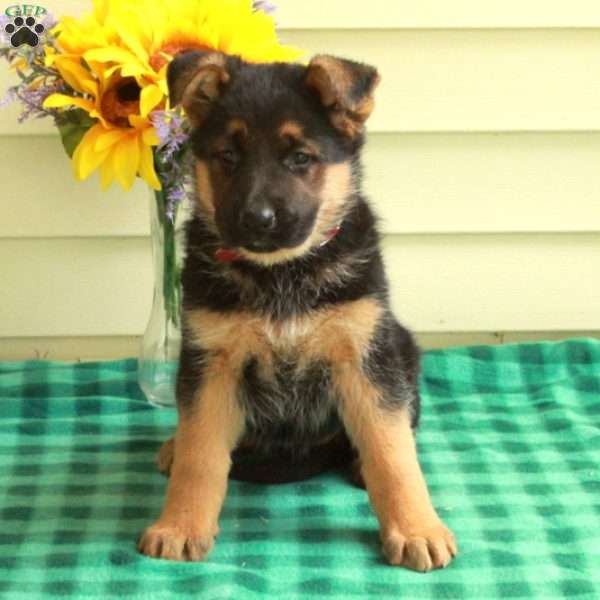 Gina, German Shepherd Puppy