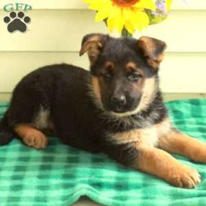 Gina, German Shepherd Puppy