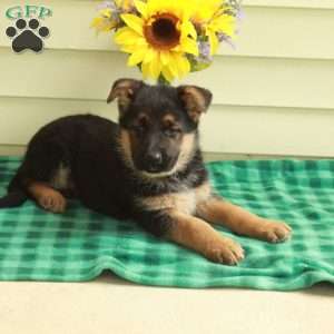 Gina, German Shepherd Puppy
