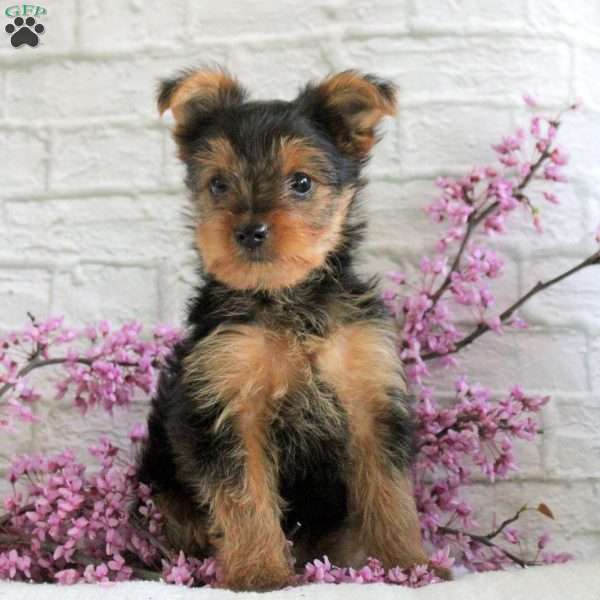 Gina, Yorkie Puppy