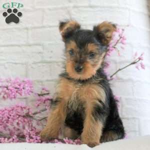 Gina, Yorkie Puppy