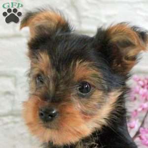 Gina, Yorkie Puppy