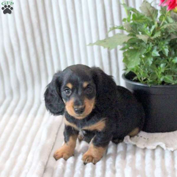 Ginny-Mini, Dachshund Puppy