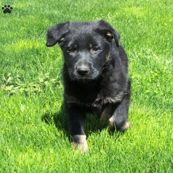 Gizmo, German Shepherd Puppy