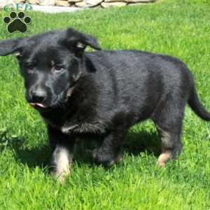 Gizmo, German Shepherd Puppy