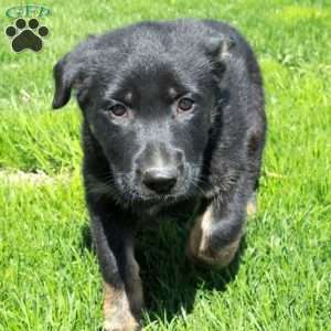 Gizmo, German Shepherd Puppy