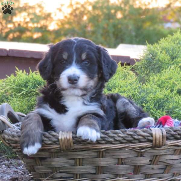 Glitter, Bernedoodle Puppy
