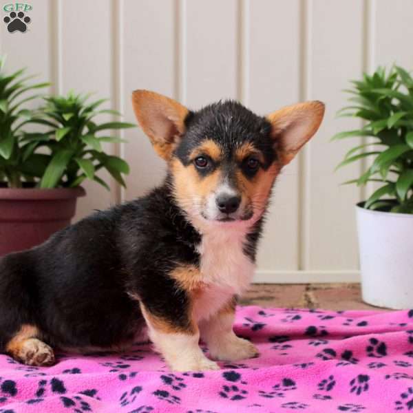 Gloria, Pembroke Welsh Corgi Puppy