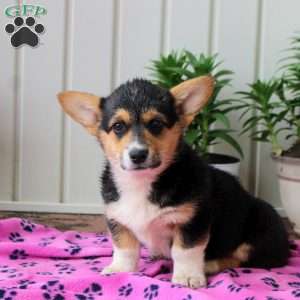 Gloria, Pembroke Welsh Corgi Puppy