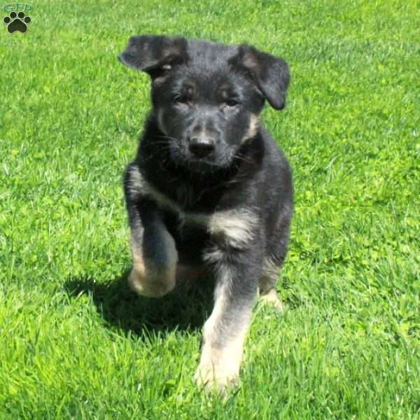 Goose, German Shepherd Puppy