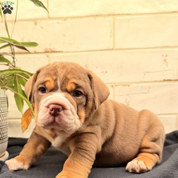 Goose, Beabull Puppy