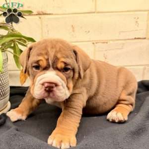 Goose, Beabull Puppy