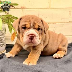 Goose, Beabull Puppy