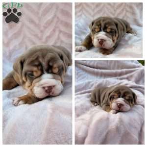 Goose, Beabull Puppy