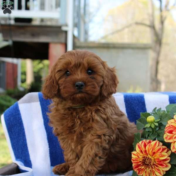 Gordon, Cavapoo Puppy