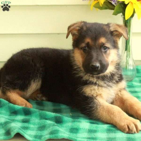 Gordy, German Shepherd Puppy