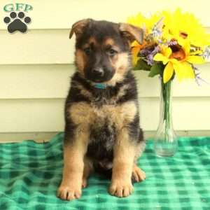 Gordy, German Shepherd Puppy