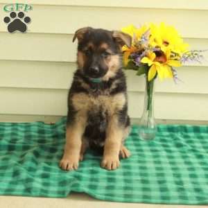 Gordy, German Shepherd Puppy